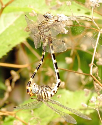 Four-Striped Leaftail