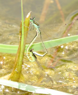 Black-Fronted Forktail