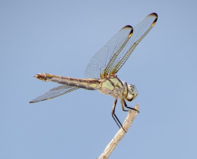 Comanche Skimmer
