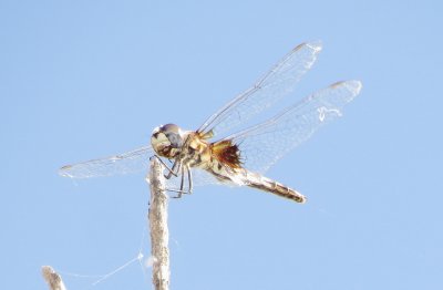 Marl Pennant