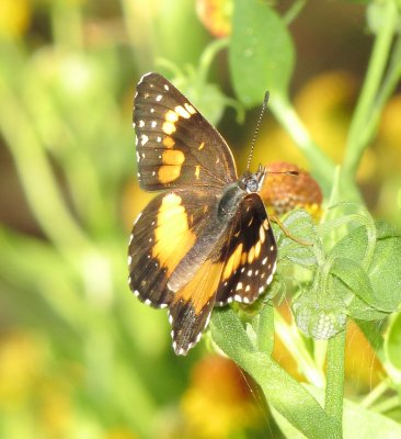 Bordered Patch