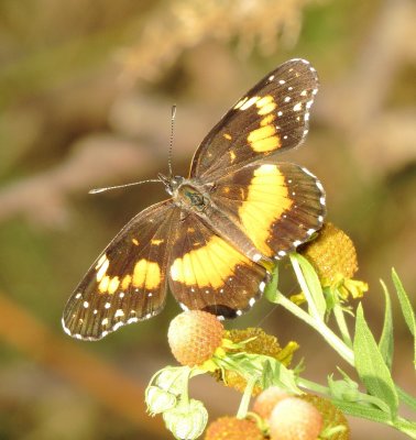 Bordered Patch