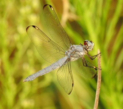Comanche Skimmer