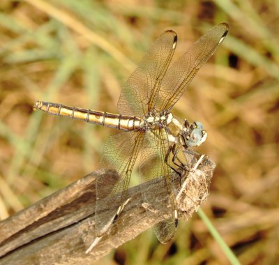Comanche Skimmer