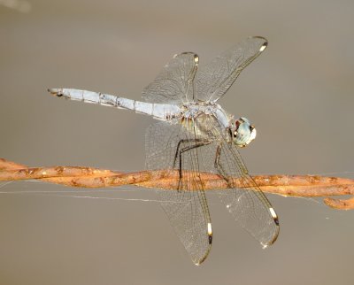Comanche Skimmer