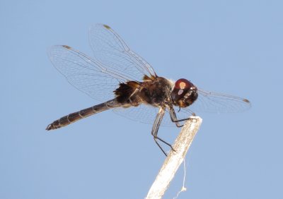 Marl Pennant