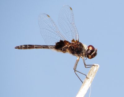 Marl Pennant