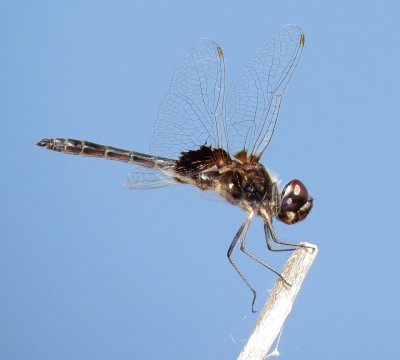 Marl Pennant