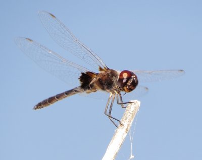 Marl Pennant