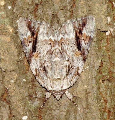 Sad Underwing