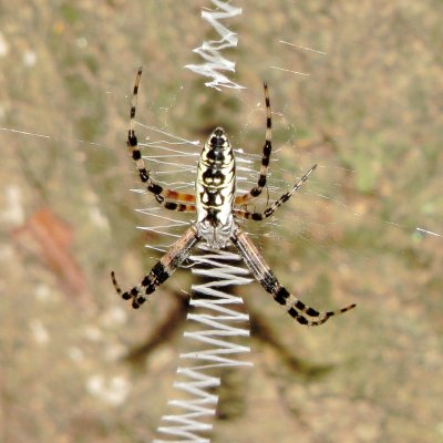 Yellow Garden Spider
