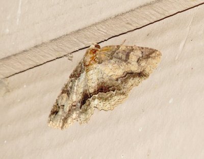 Maple Zale Moth