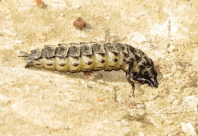 Firefly Beetle Larva