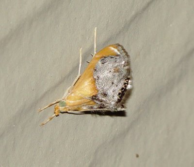 Sooty-Winged Chalcoela Moth