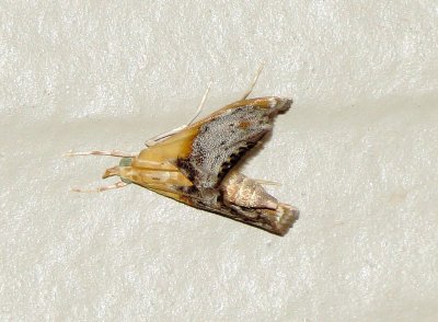 Sooty-Winged Chalcoela Moth