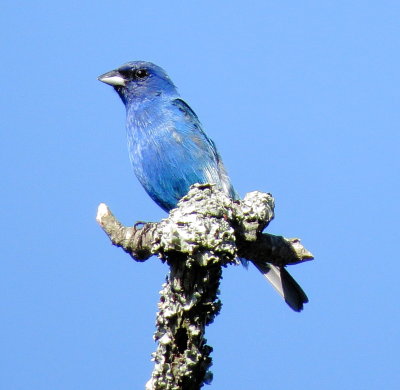 Indigo Bunting