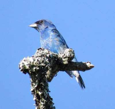 Indigo Bunting