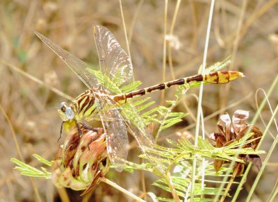Flag-Tailed Spinyleg