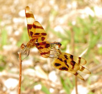 Halloween Pennant
