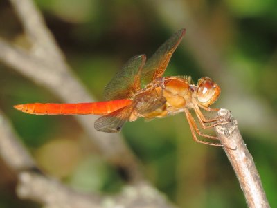 Neon Skimmer