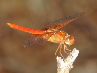 Neon Skimmer
