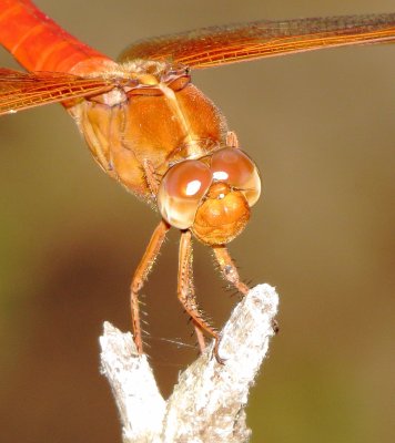 Neon Skimmer