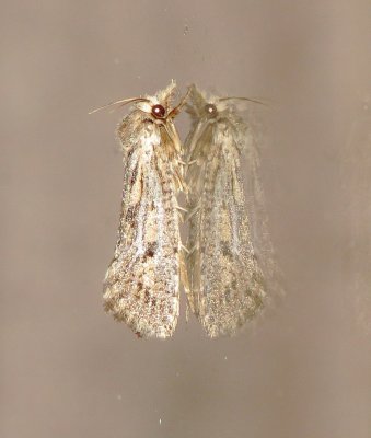 Clemen's Grass Tubeworm Moth