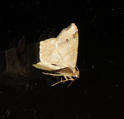 Genus Macaria