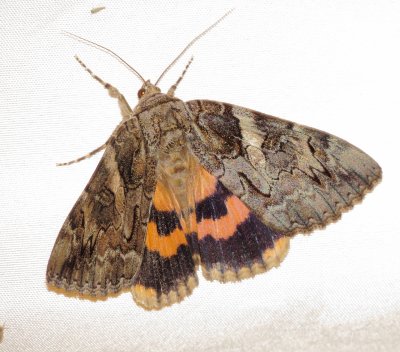 Peninent Underwing