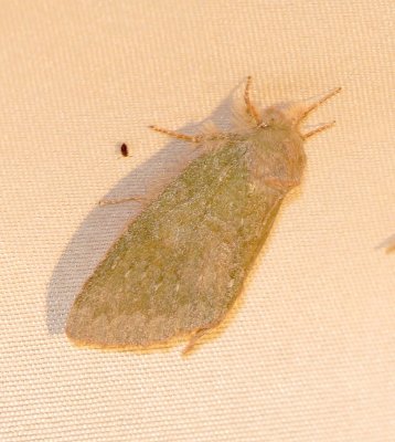 Drab Prominent Moth