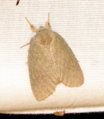 Drab Prominent Moth