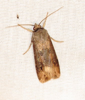 Unidentified Moth