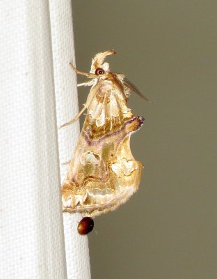 Moonseed Moth