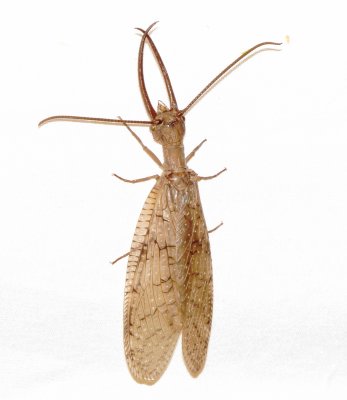Eastern Dobsonfly