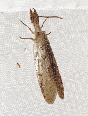 Eastern Dobsonfly