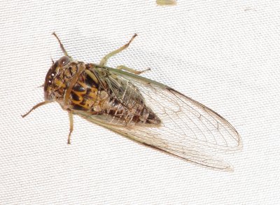 Green Winged Cicada