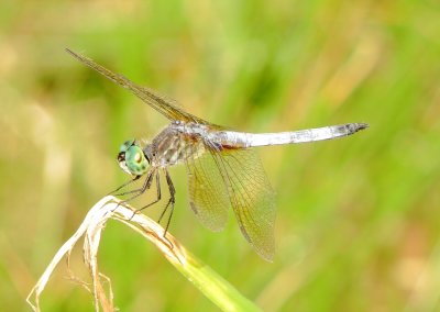 Blue Dasher