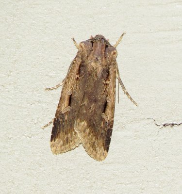 Subterranean Dart Moth