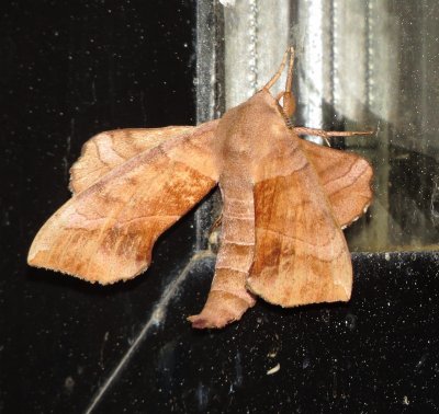 Walnut Sphinx Moth