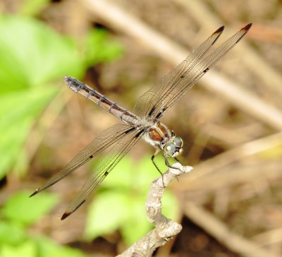 Great Blue Skimmer