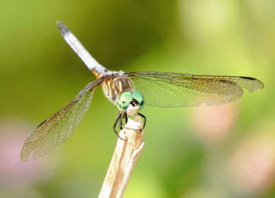 Blue Dasher
