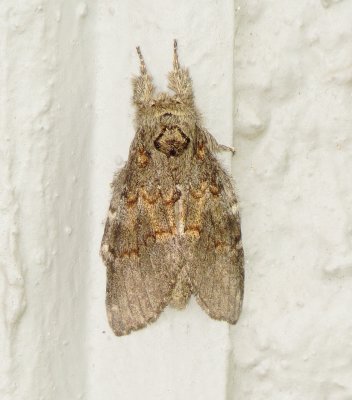Wavy-Lined Heterocampa Moth