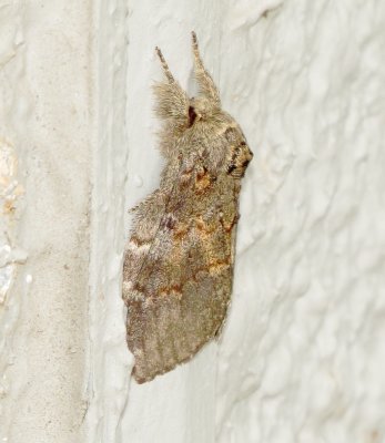 Wavy-Lined Heterocampa Moth
