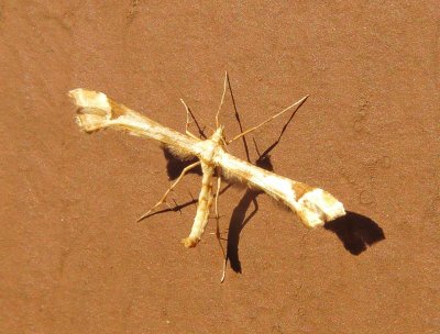 Artichoke Plume Moth