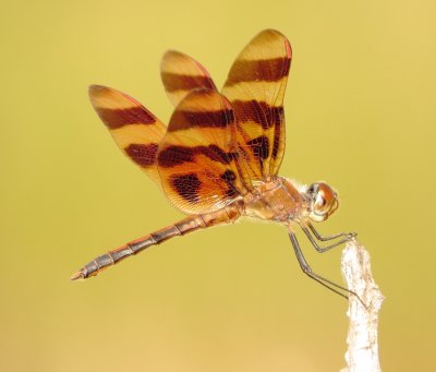 Halloween Pennant