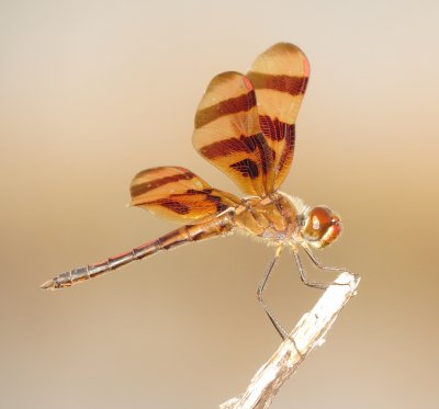 Halloween Pennant
