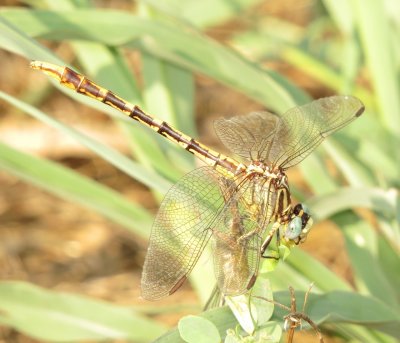 Sulphur-Tipped Clubtail