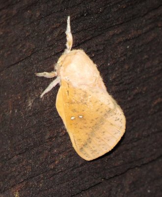Honey Locust Moth