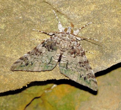 Oldwife Underwing