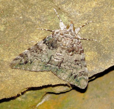 Oldwife Underwing